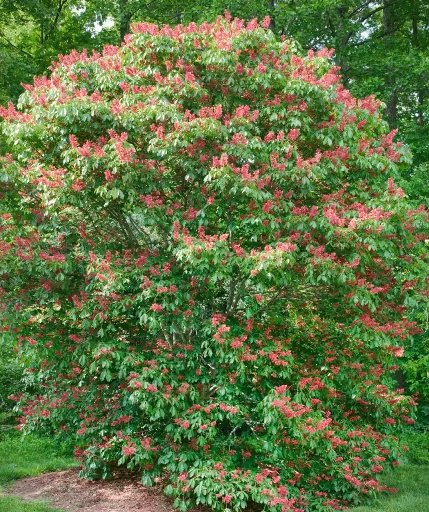 Red Buckeye