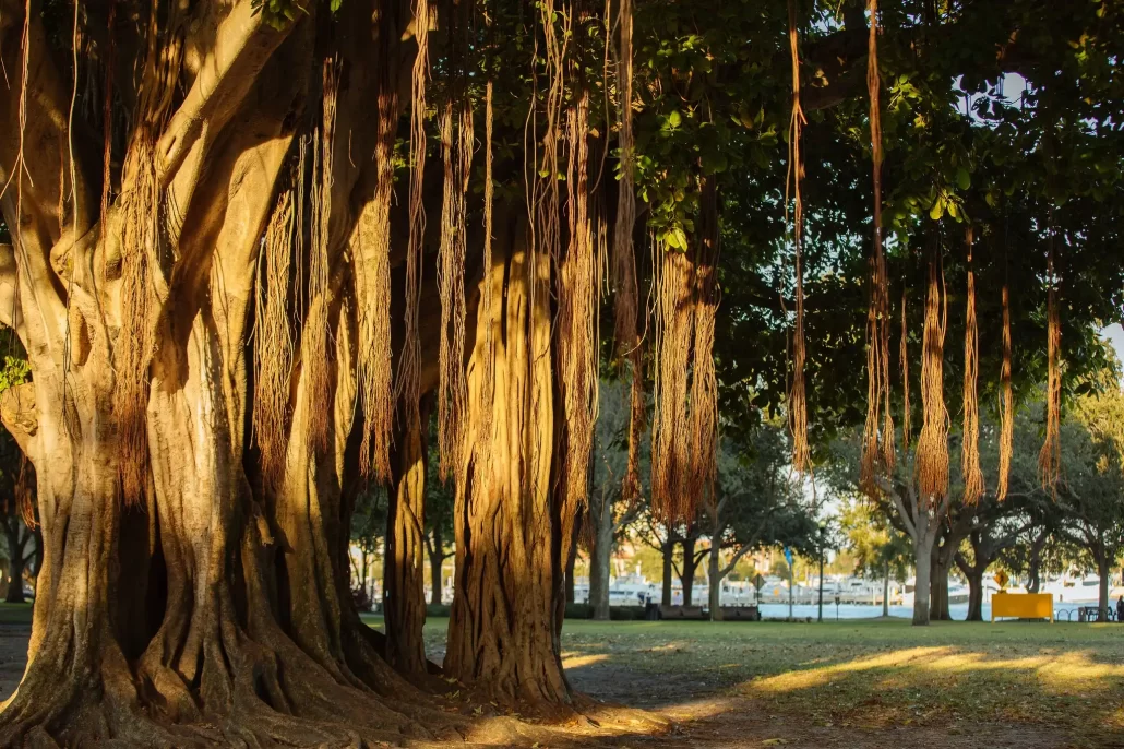 The Great Banyan Tree in St. Petersburg