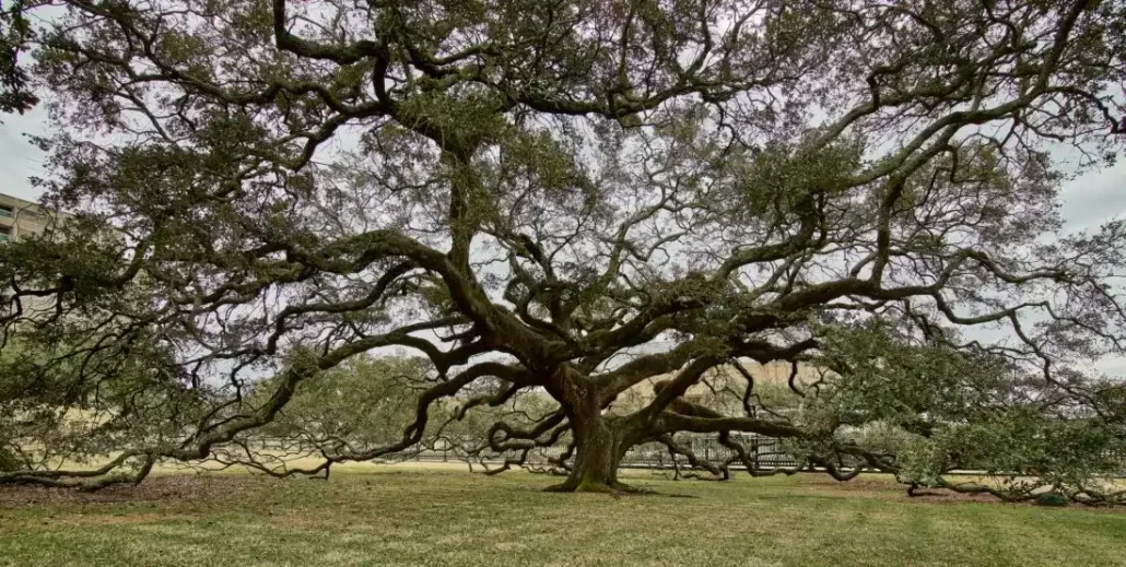 The Live Oak in Fort De Soto Park