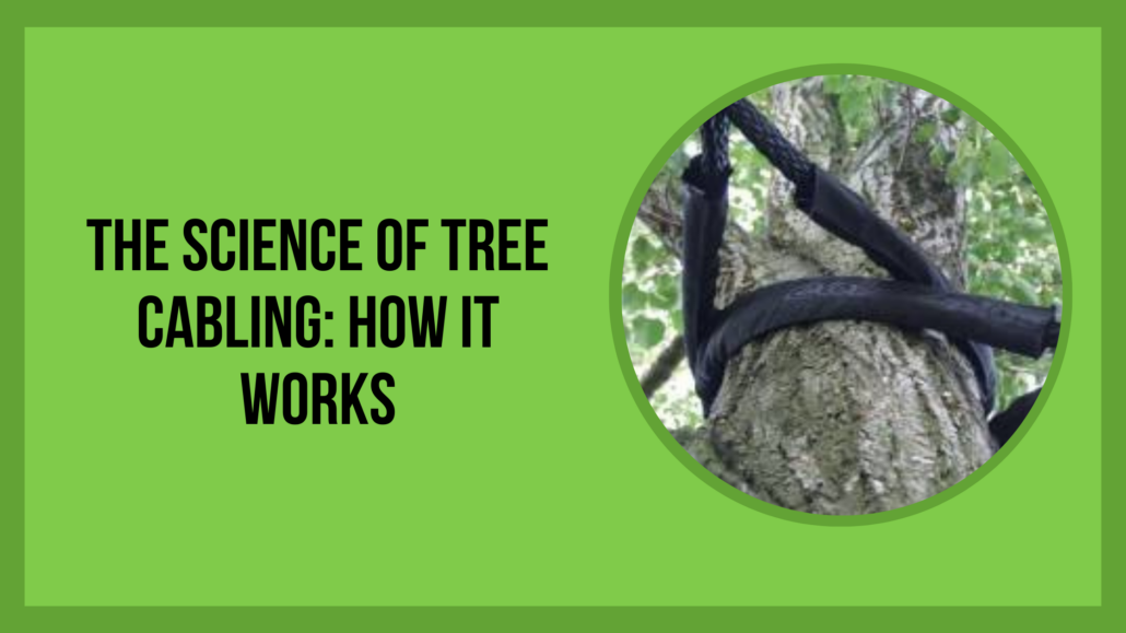 The Science of Tree Cabling and How It Works