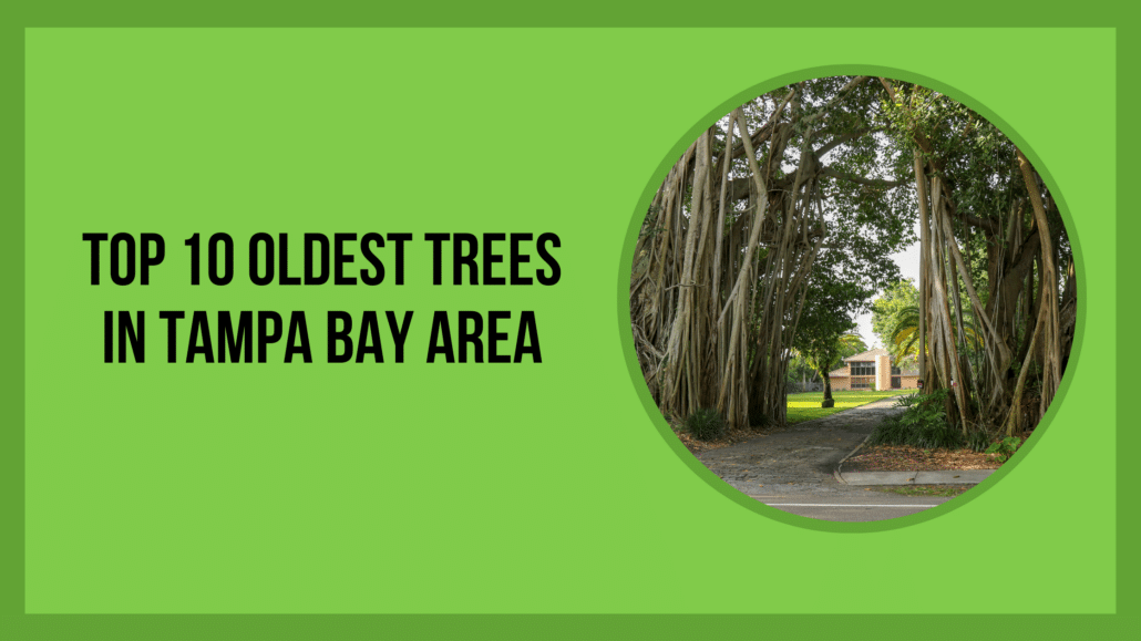 Top 10 Oldest Trees in Tampa Bay Area