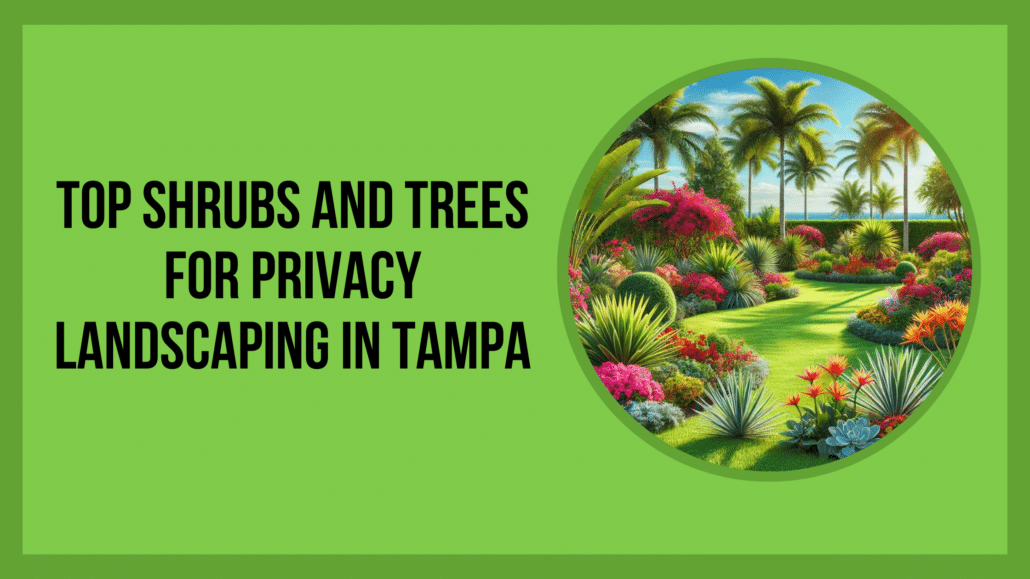 Top Shrubs and Trees for Privacy landscaping in Tampa