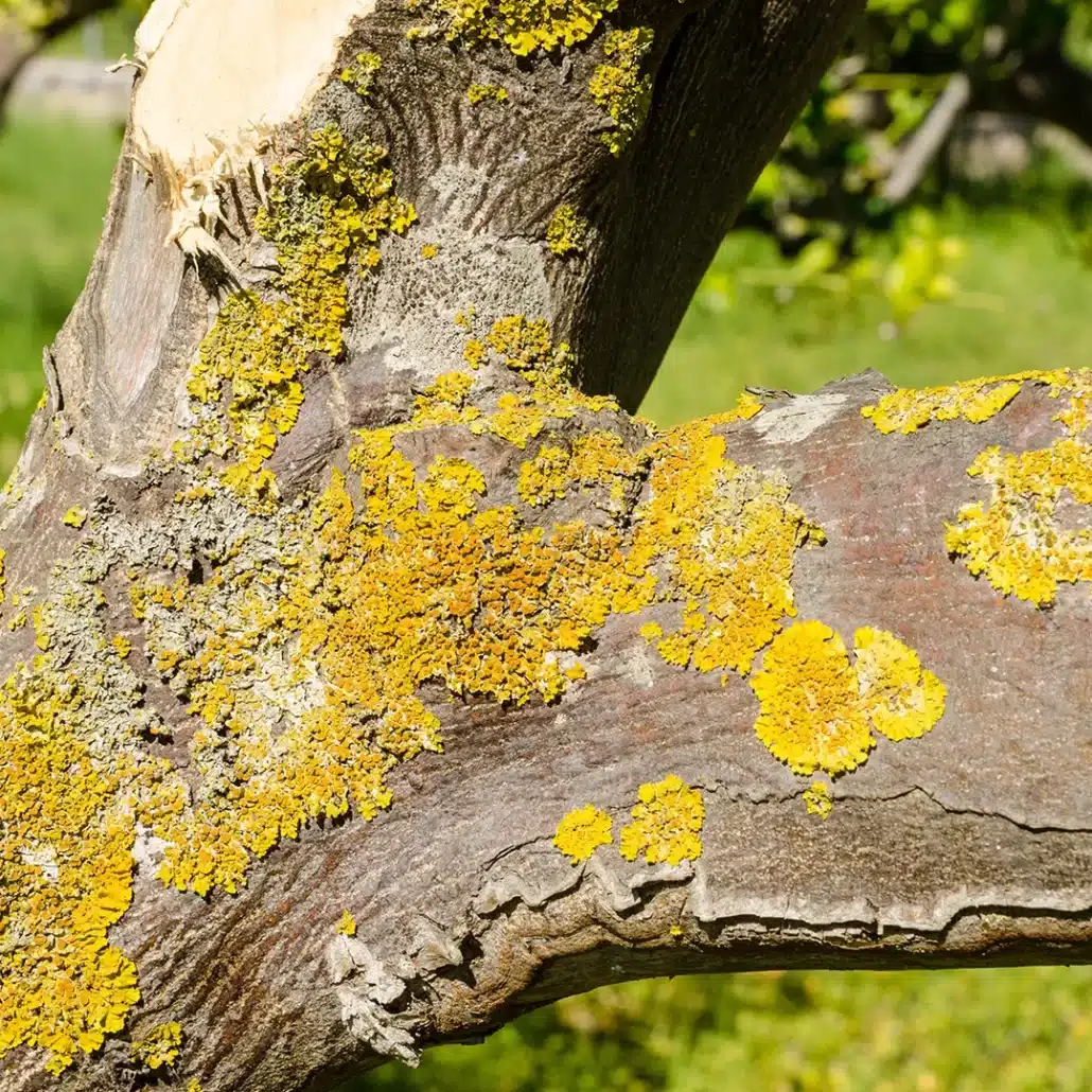 When to Replace a Diseased Tree