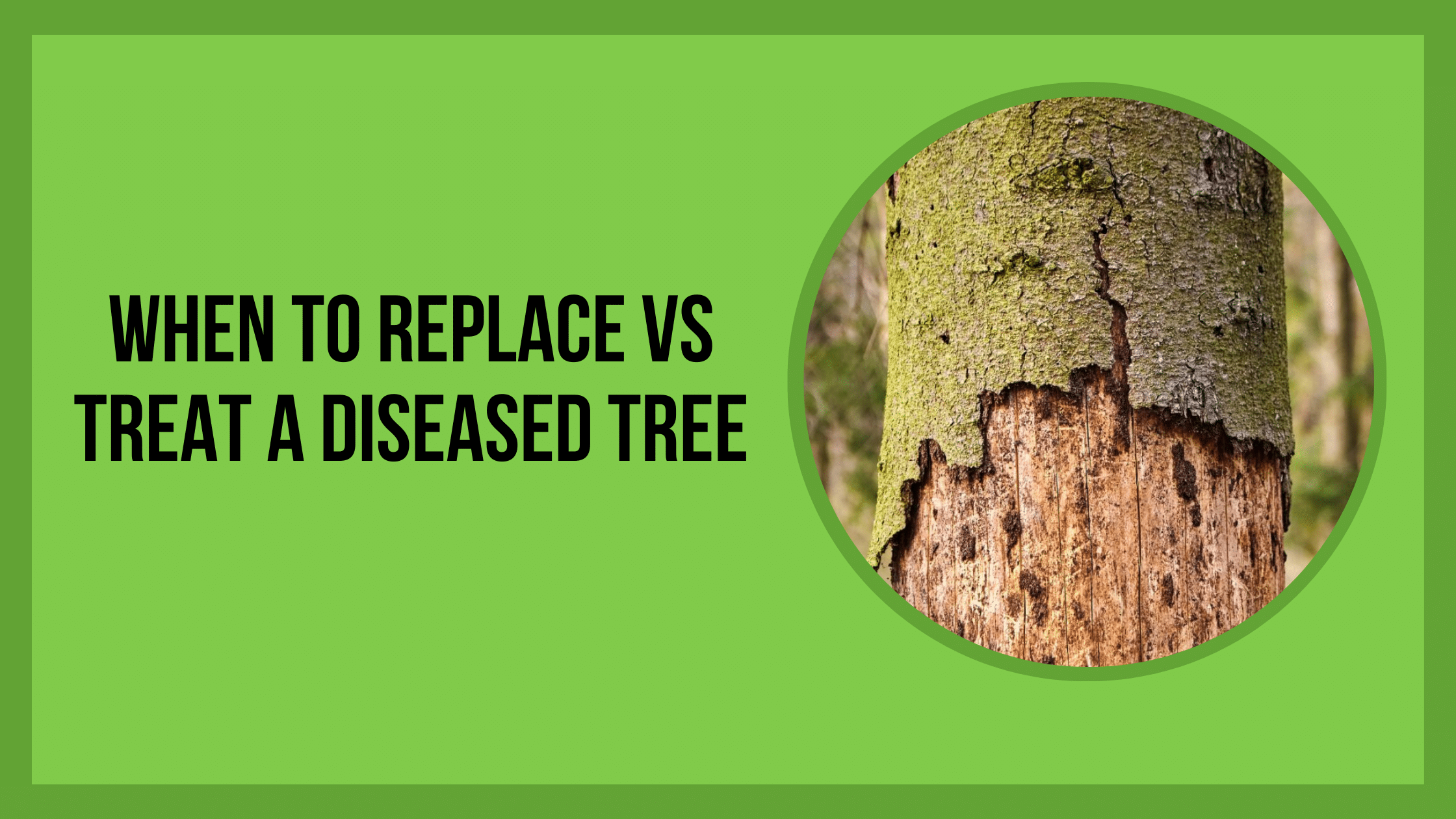 When to Replace vs Treat a Diseased Tree