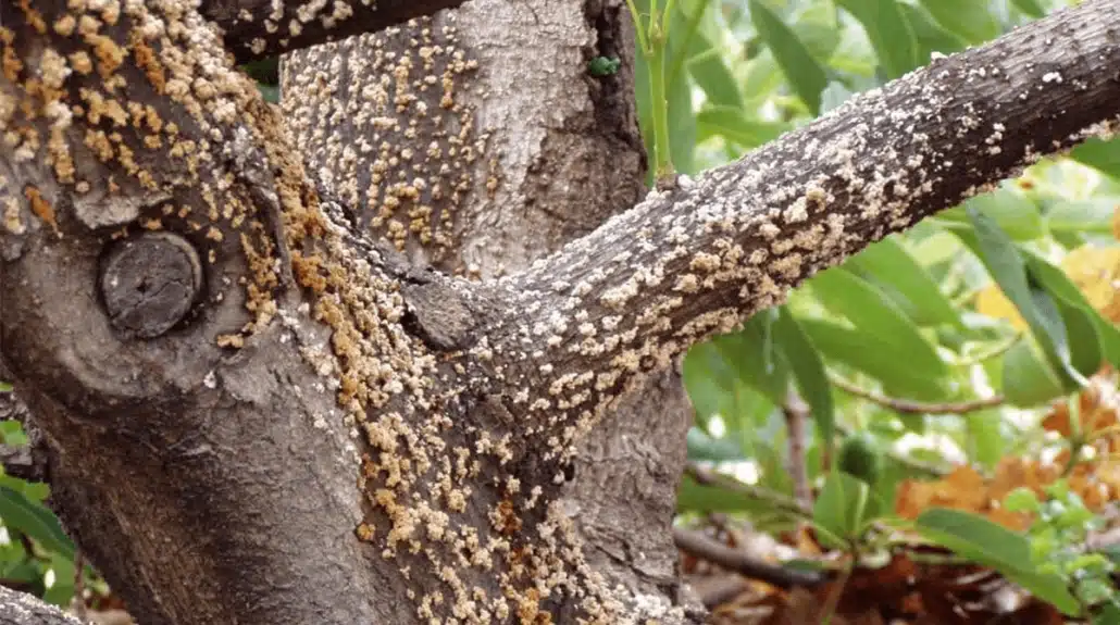 When to Treat a Diseased Tree