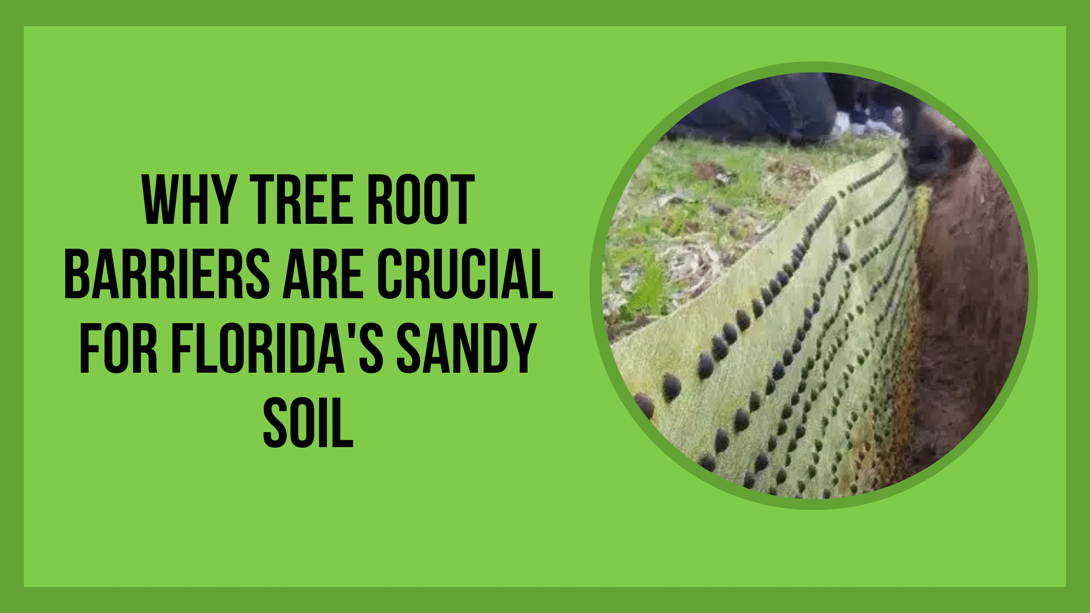 Why Tree Root Barriers Are Crucial for Florida's Sandy Soil