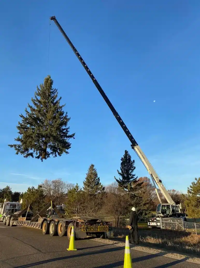 crane tree removal