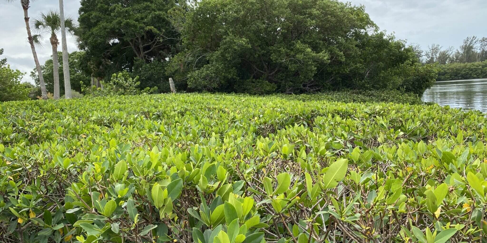 Mangrove Trimming tampa, FL