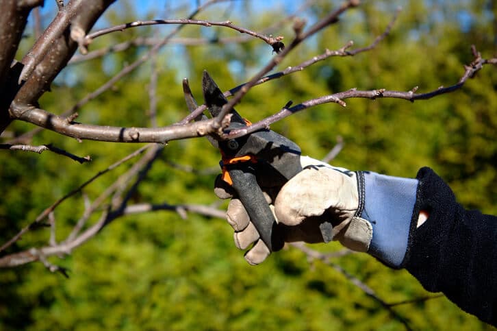 Tree Trimming & Pruning tampa, FL