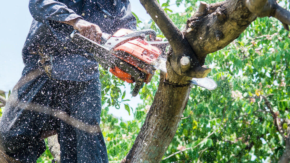 Certified arborist doing tree removal in tampa, FL